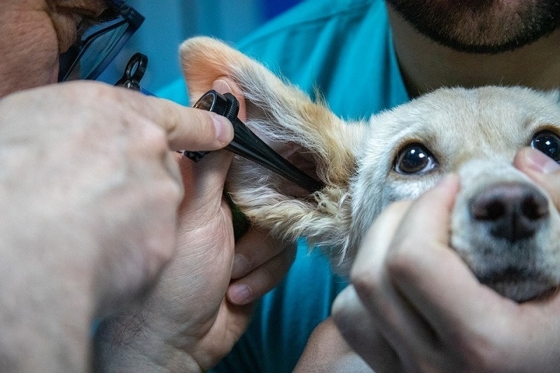 dog infection