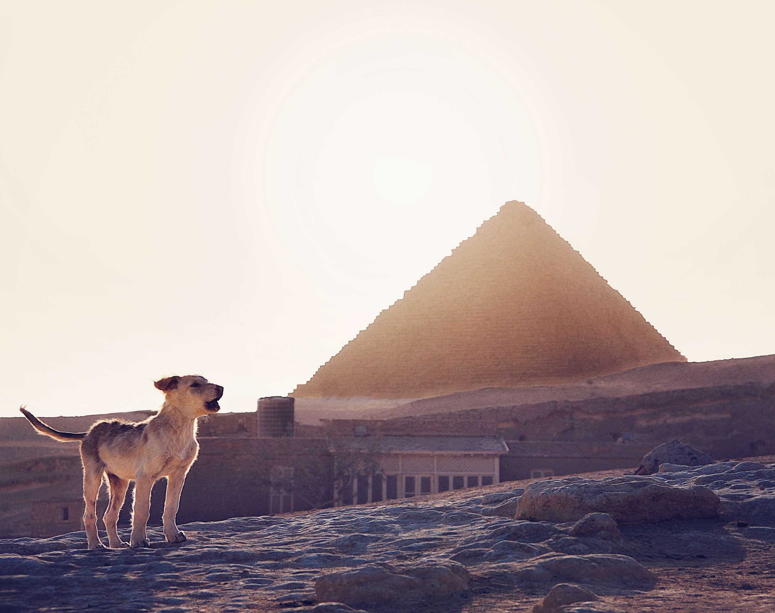 dog infront of pyramid
