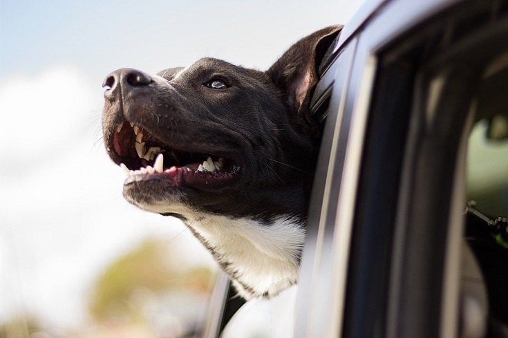 dog inside car