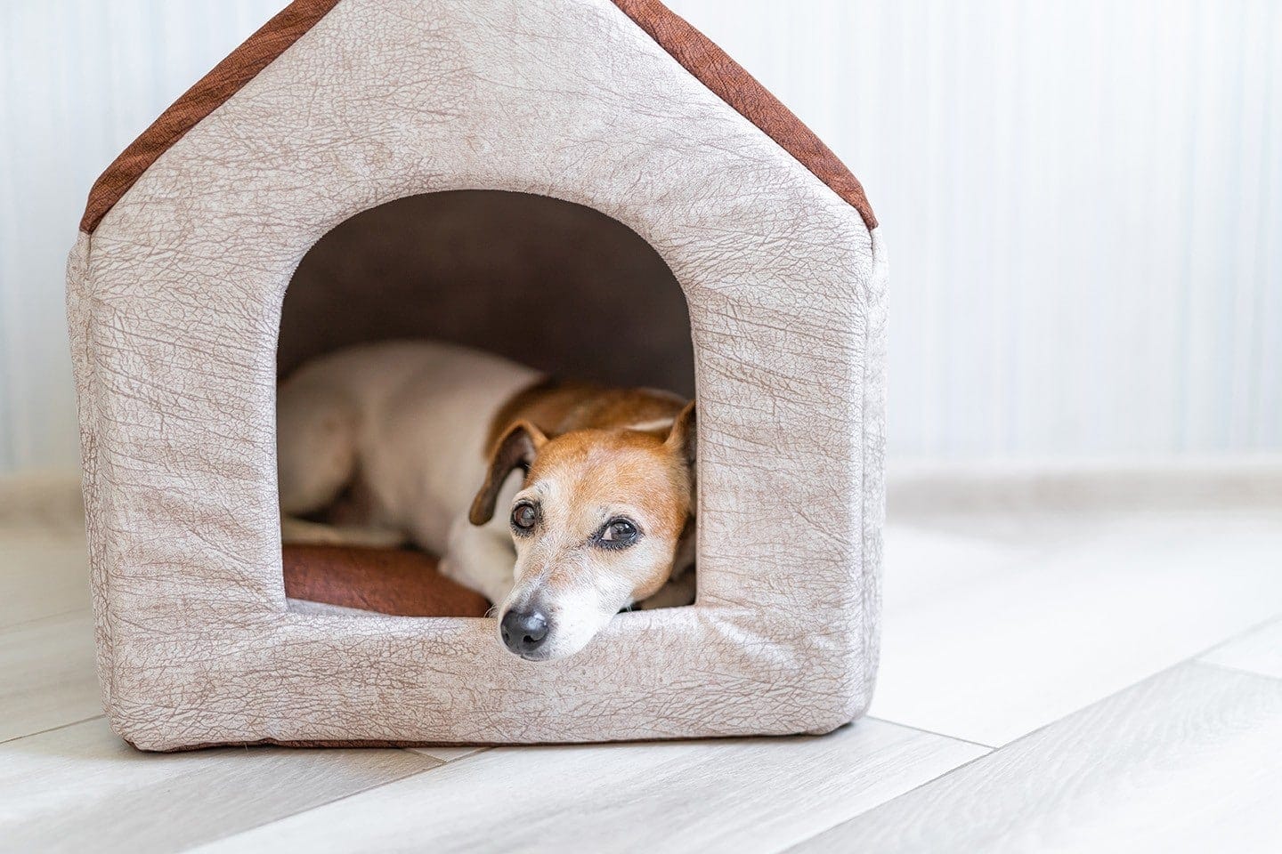 dog inside soft sided doghouse