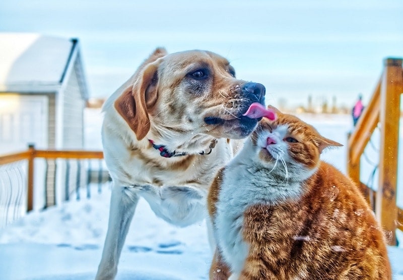 dog licking cat