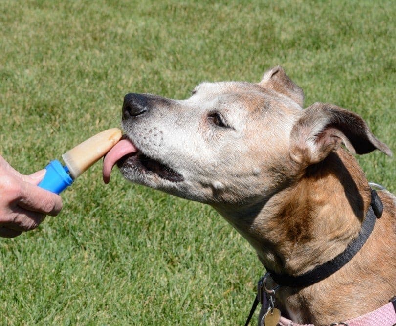 dog licking homemade popsicle