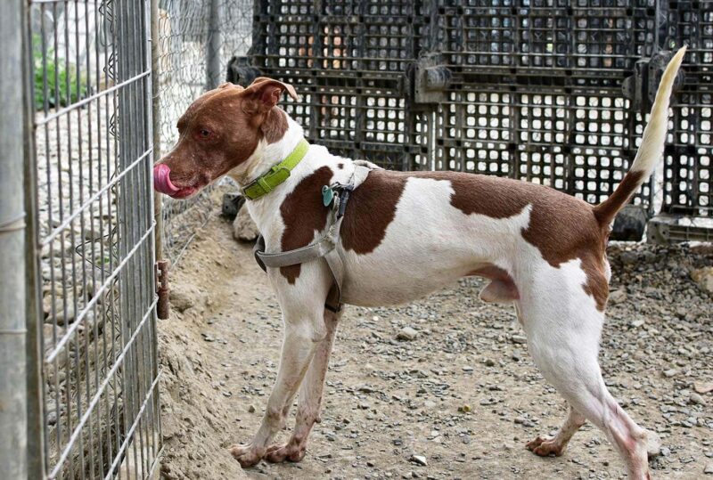 dog licking metal gate