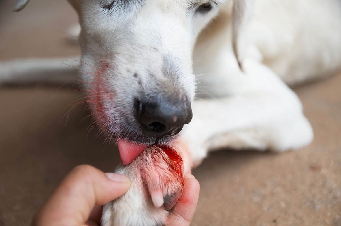 dog licking wounds