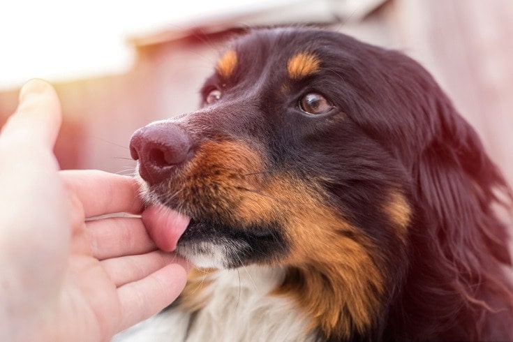 dog licking