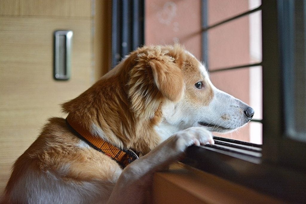dog looking at the window