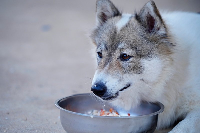 dog lying down and feed on bowl with cooked rice_KPhrom_shutterstock