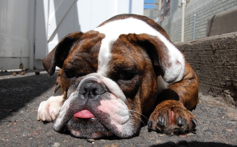 dog lying down