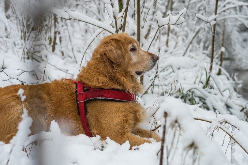 dog lying on snow during winter