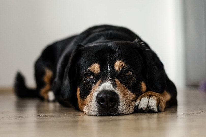 How to Get Dog Poop Smell Out of Hardwood Floors (4 Potential Methods) | Hepper