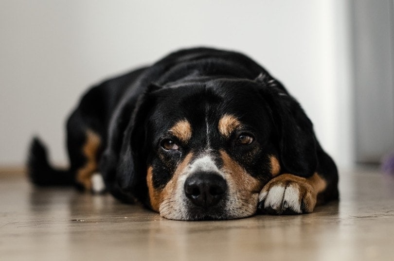 dog lying on the floor