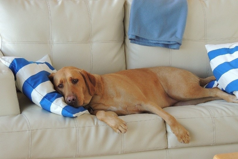dog lying on the sofa