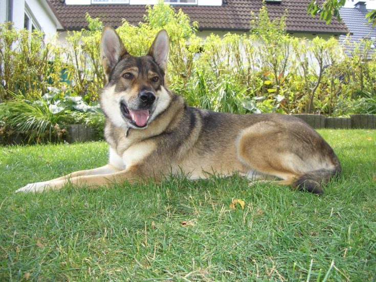 alaskan shepherd