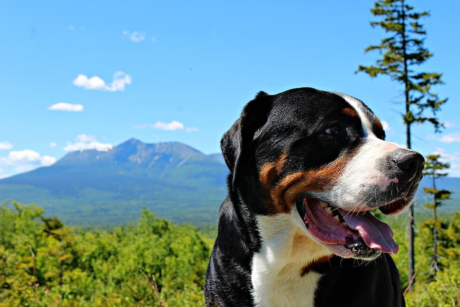 Greater Swiss Mountain Dog