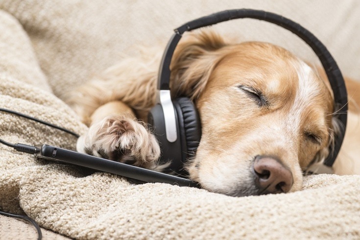 dog listening to music