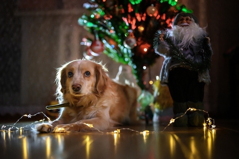 dog near the christmas tree