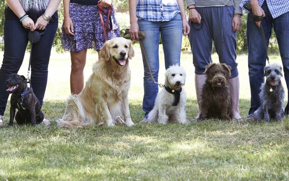 dog obedience school class