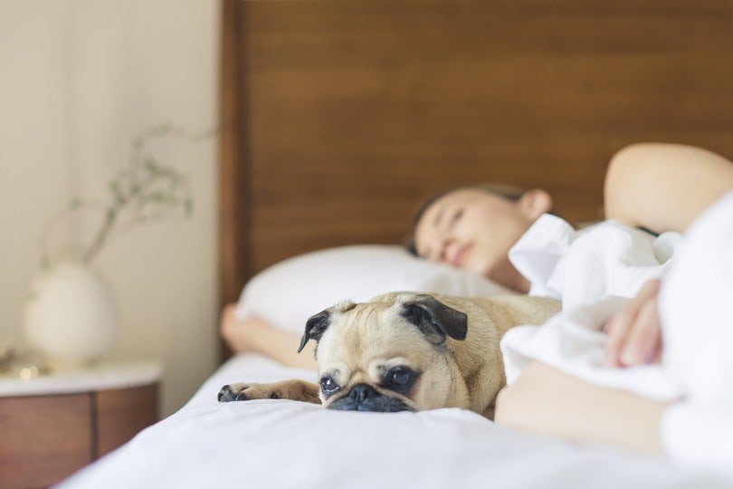 dog on bed