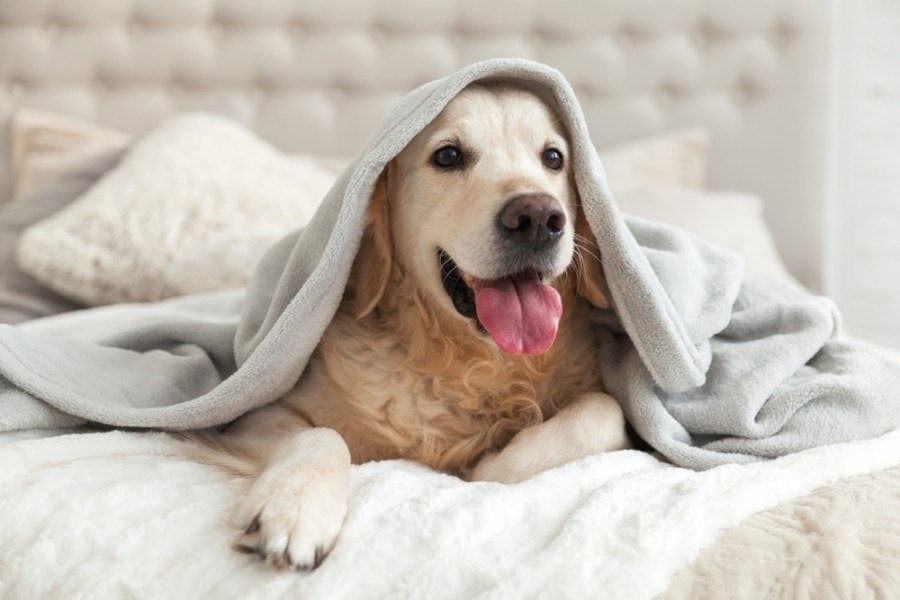 dog on bed