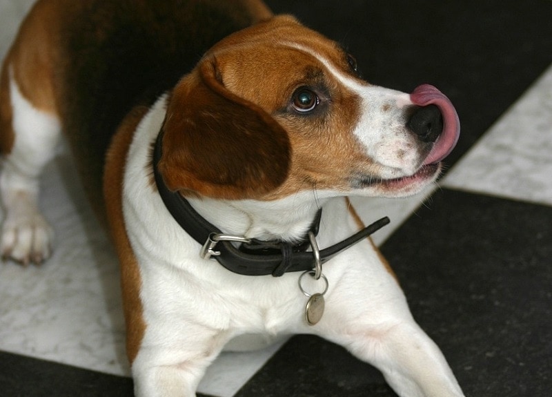 why is my dog constantly licking the carpet