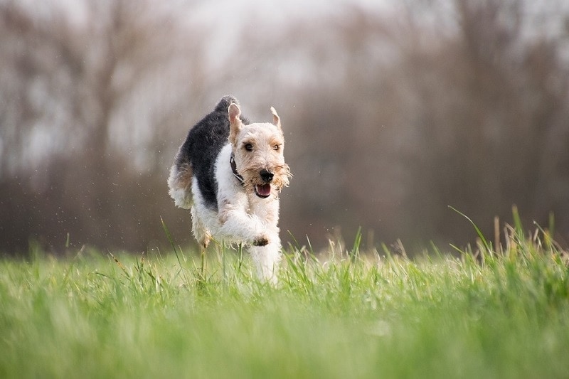 dog on grass