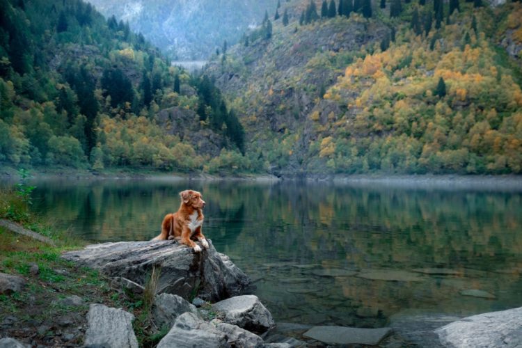 dog on rock beside mountain