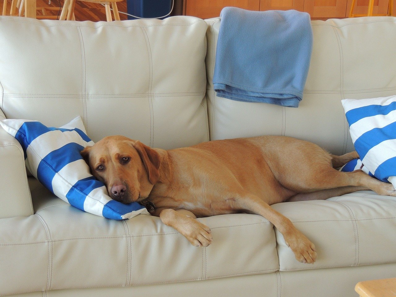 dog on the pillow