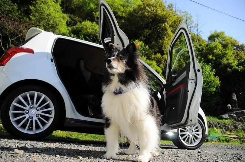 dog out of the car