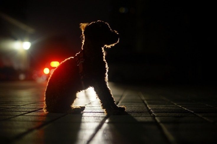dog outside at night