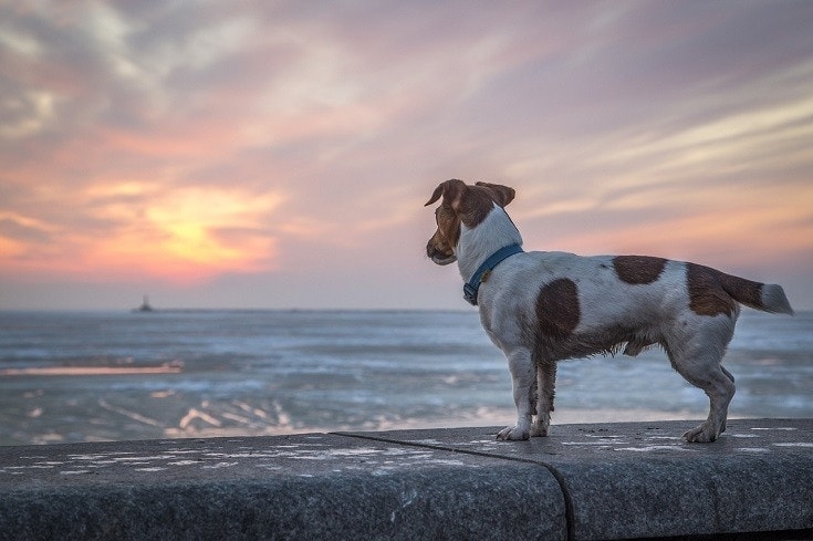 dog overlooking the sea