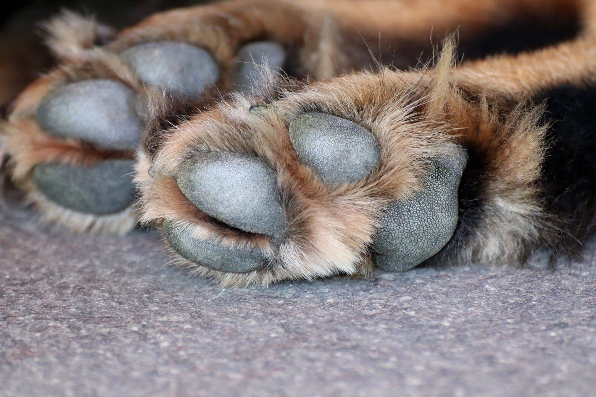 dog paws