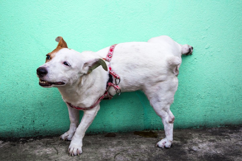 dog peeing on concrete