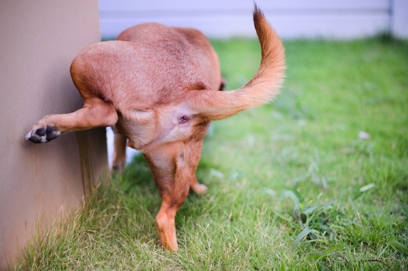 How to Get Dog Pee Smell Out of Concrete Garages 5 Proven