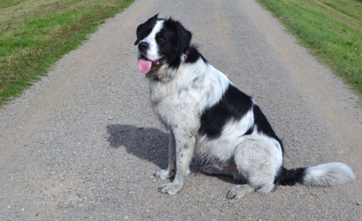 Border Collie Bernard (Border Collie & Saint Bernard Info, Pictures, Characteristics & Facts | Hepper