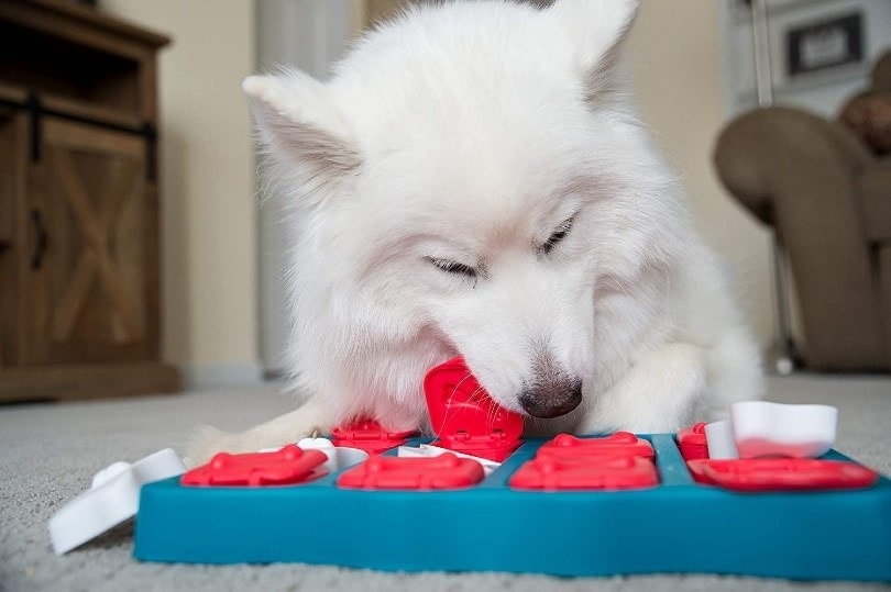 dog playing with puzzle dog toy