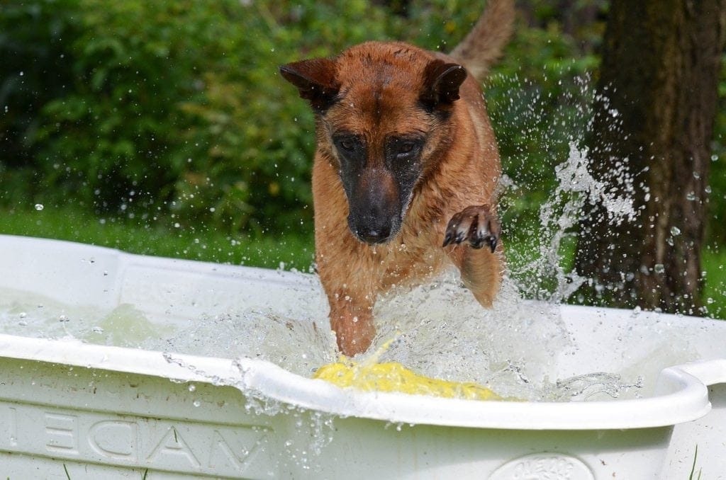 dog going to the pool