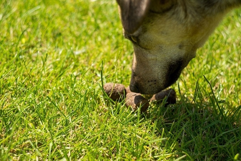 dog poop_xtotha_shutterstock