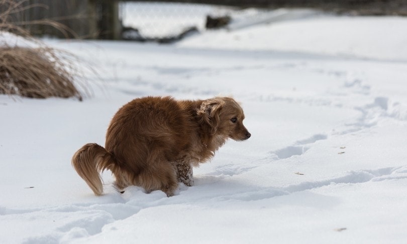 dog pooping in the snow