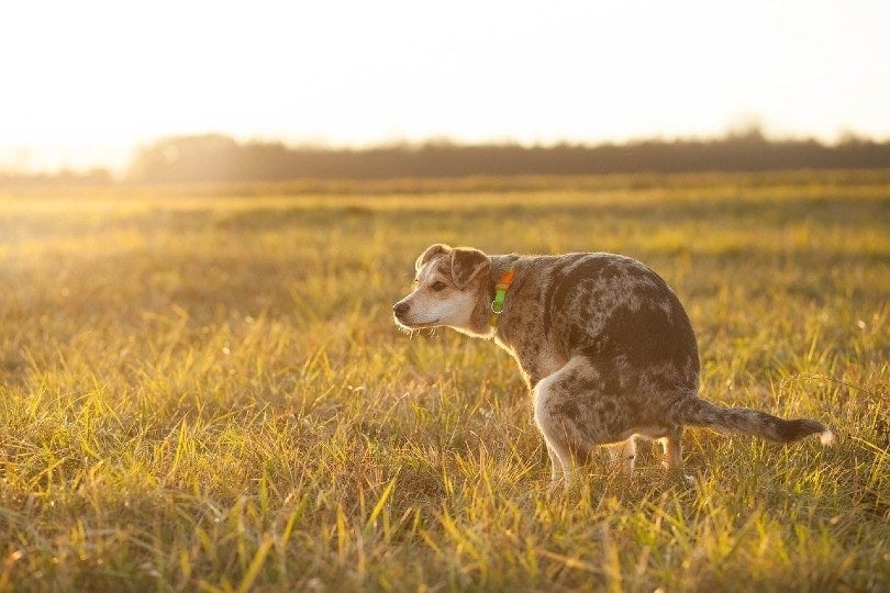 dog poops on grass