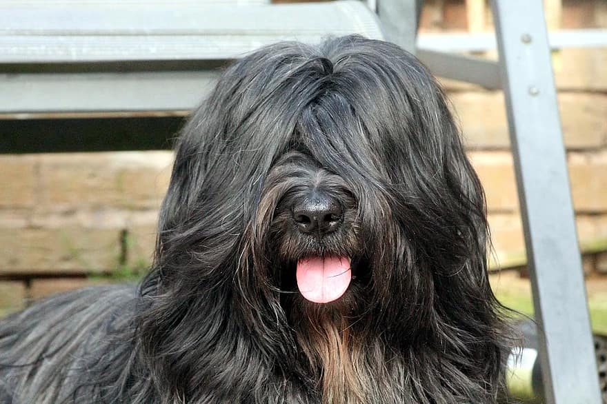 Top 20 Black Dog Breeds: Small, Big, Fluffy & More (With Pictures) | Hepper Top 20 Black Dog Breeds: Small, Big, Fluffy & More (With Pictures) | Hepper