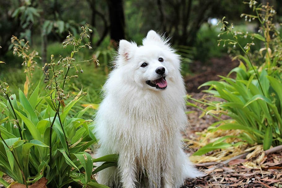american eskimo dog