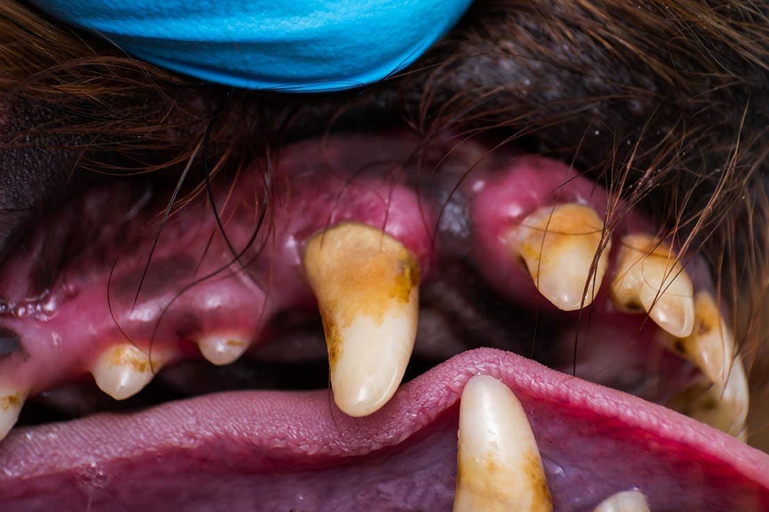 dog purple gums