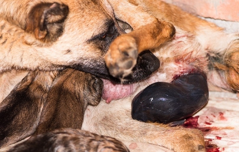 dog pushing out placenta after giving birth