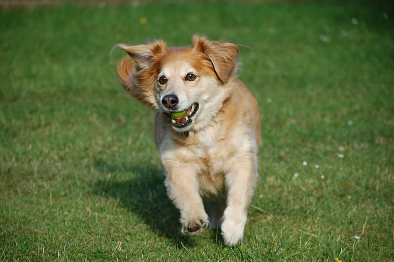 dog running in grass