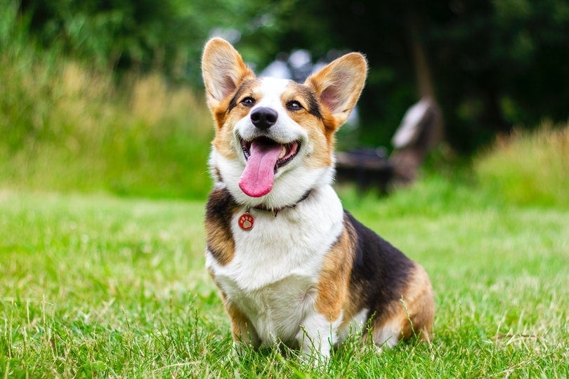 are corgis good family pets