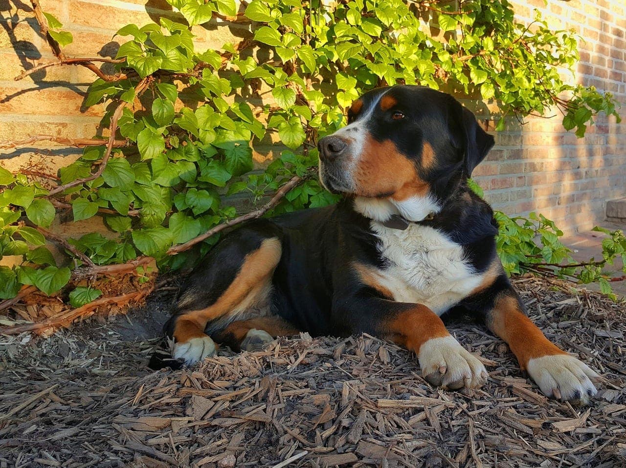 dog sitting in wood chips