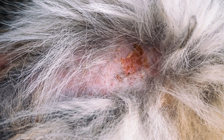 Black Crusty Scabs On Dogs Skin