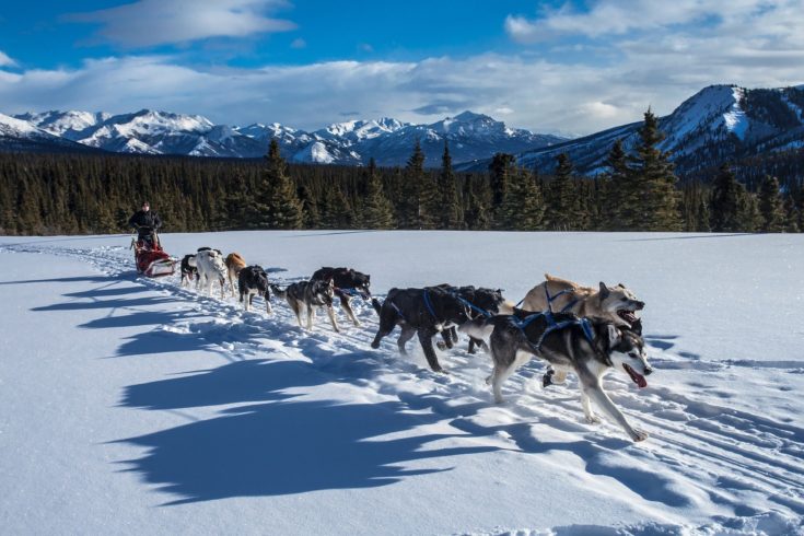Alaskan dog sled team mountains and snow