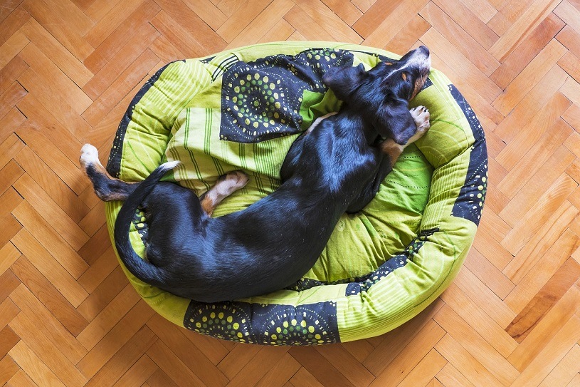 Tips for your Puppy’s First Night at Home