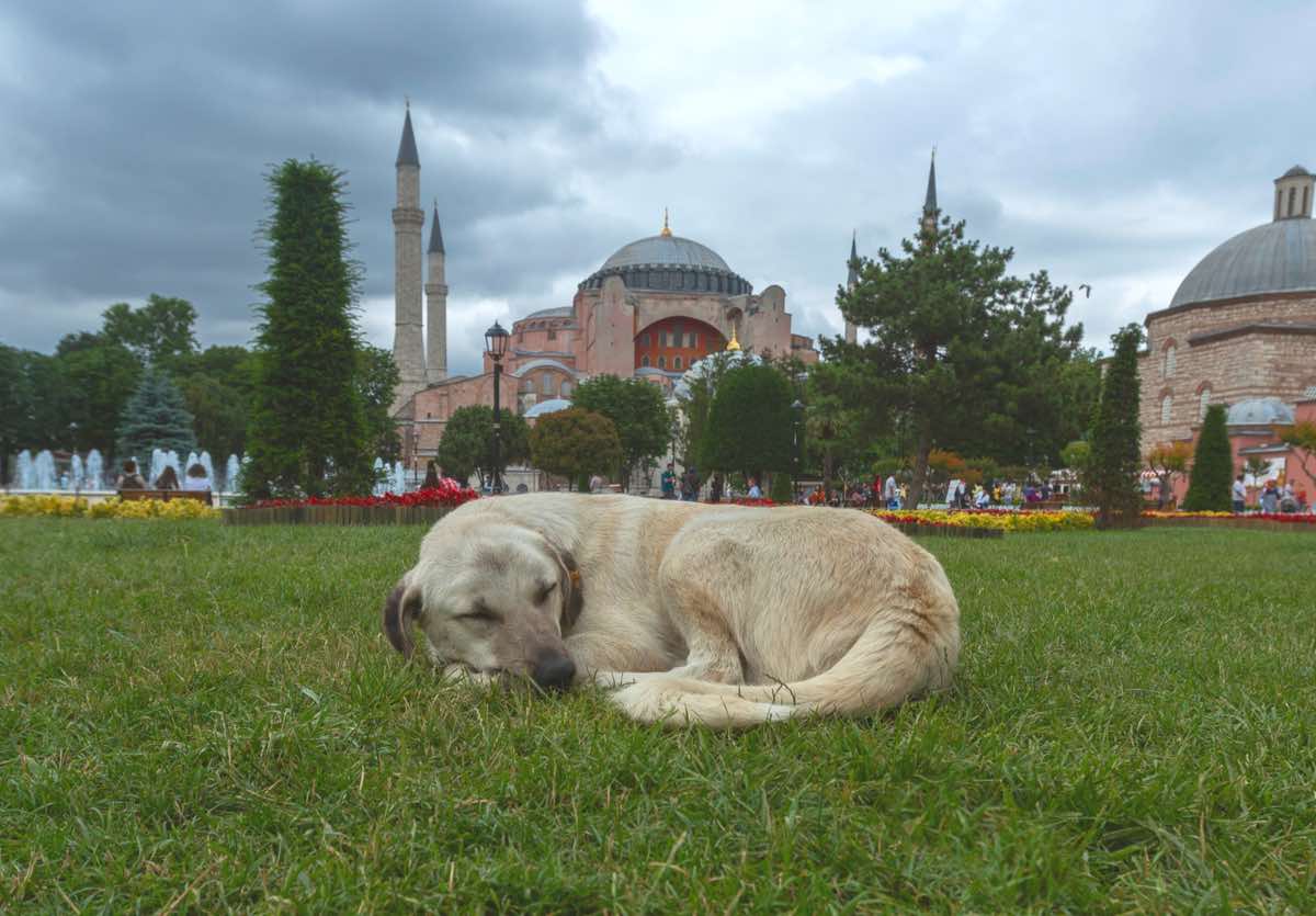 dog sleeping in Istanbul Turkey on grass turkish dog breeds